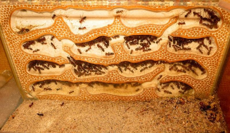 חוות נמלים DIY