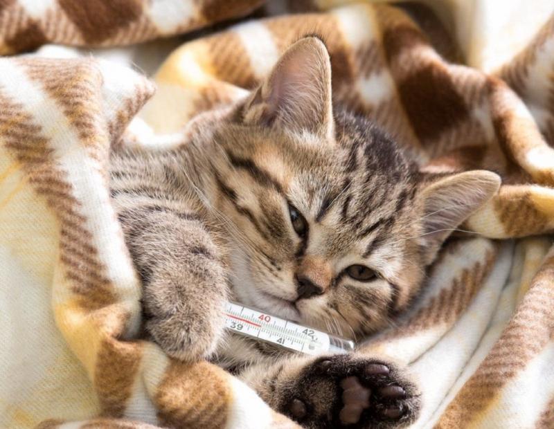 טמפרטורה תקינה אצל חתולים