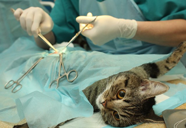 ניתוח לתיקון פיומטרה