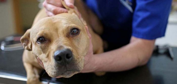 בדיקה של הכלב