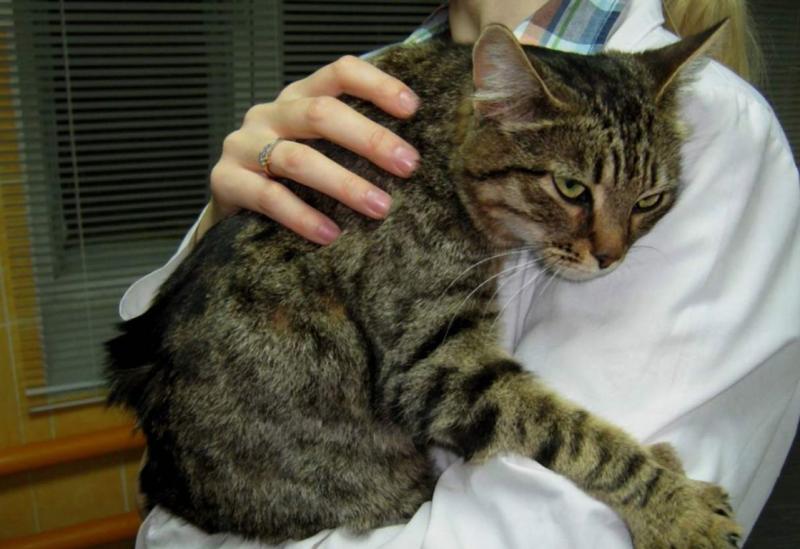 פיומטרה אצל חתולים