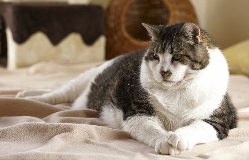 החתול הכי שמן בעולם