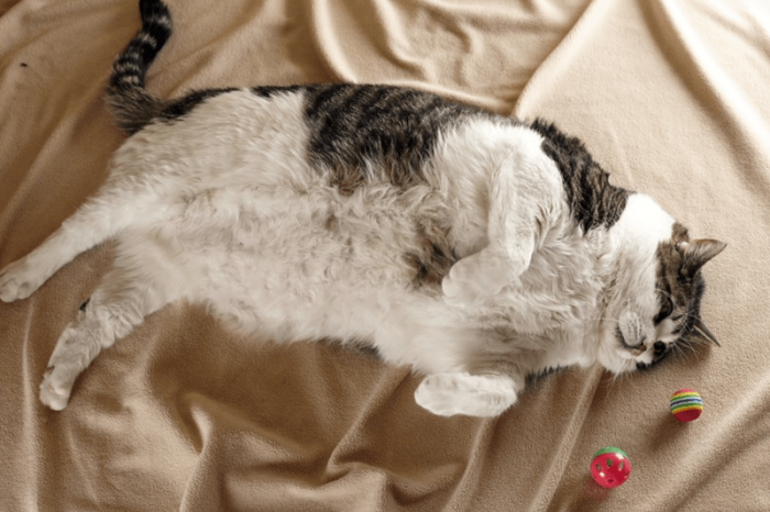 אלביס החתול עם הצעצועים שלו