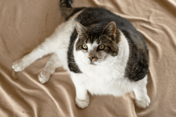 החתול הכי שמן בעולם, אלביס