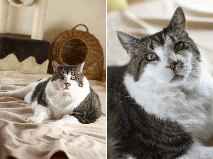 אלביס החתול שוכב על המיטה