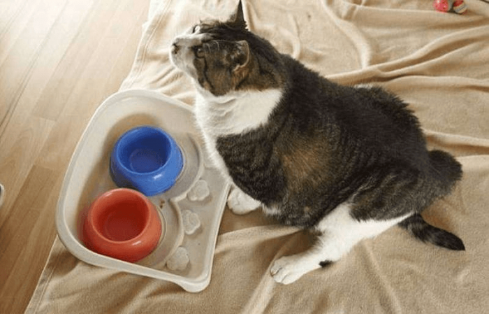 אלביס ליד הקערות