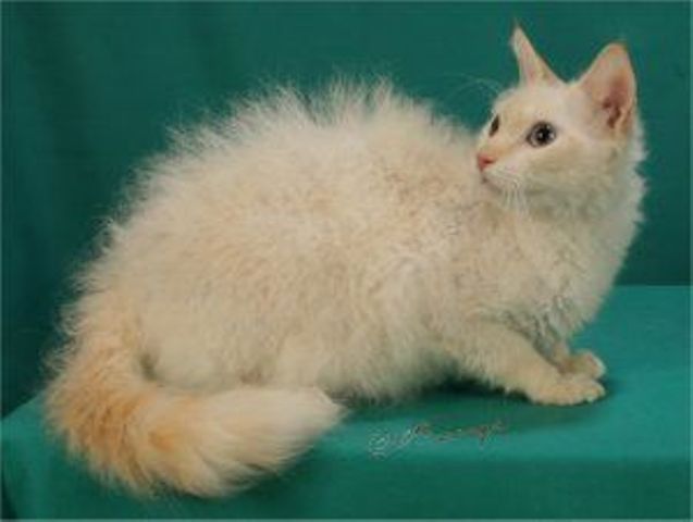 חתול לה-פרם מתולתל