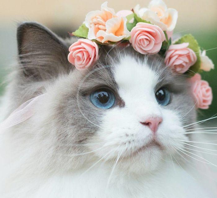 החתול הכי יפה בעולם