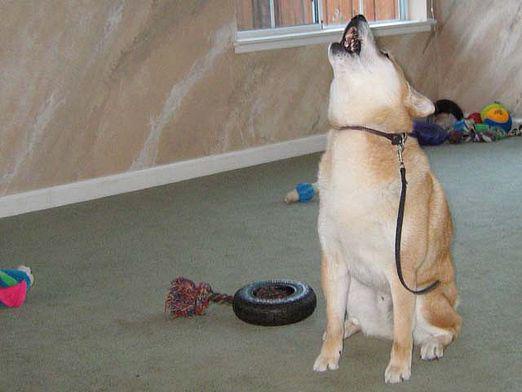 הכלב מיילל בחדר