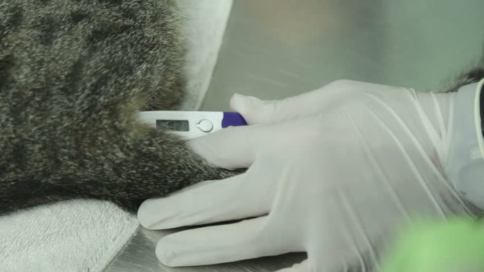 מדידת חום אצל חתולים