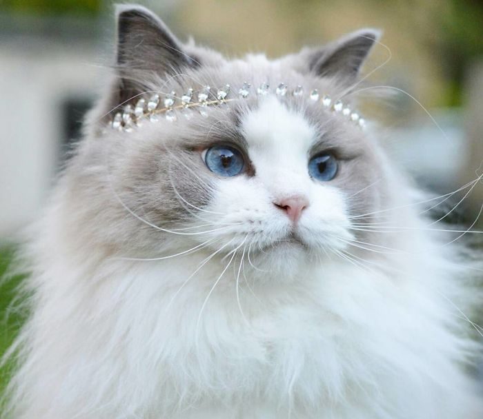 החתולה הכי יפה בעולם עם נזר