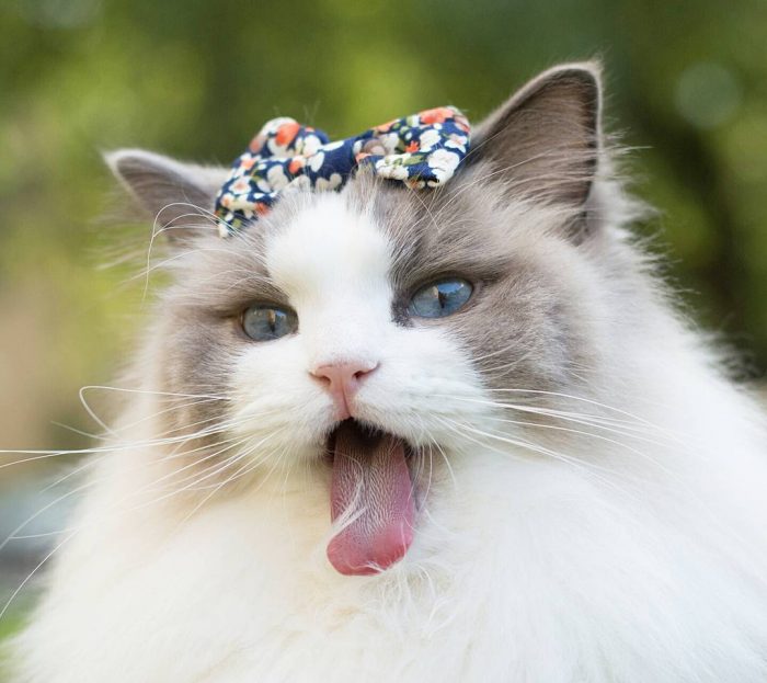 אורורה מפהקת