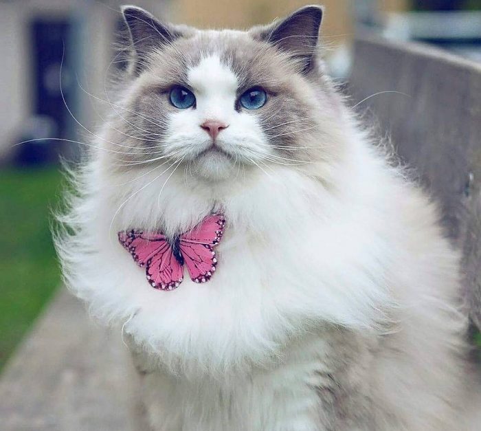 החתולה הכי יפה אורורה עם פרפר