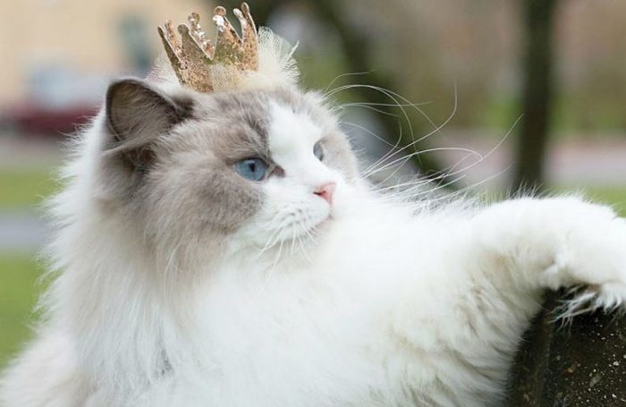 אורורה עם כתר