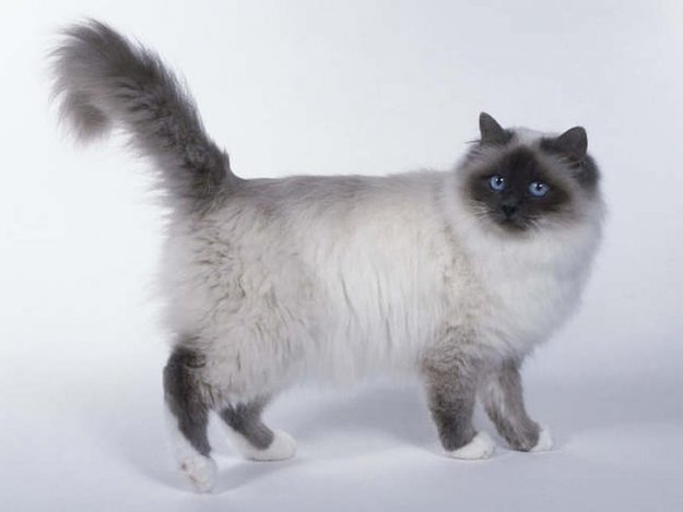 חתול בורמזי