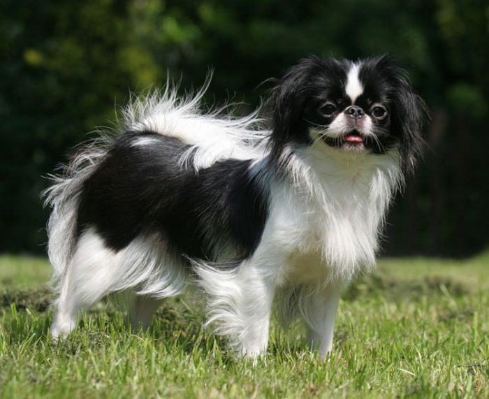 צ'ין יפני שחור ולבן