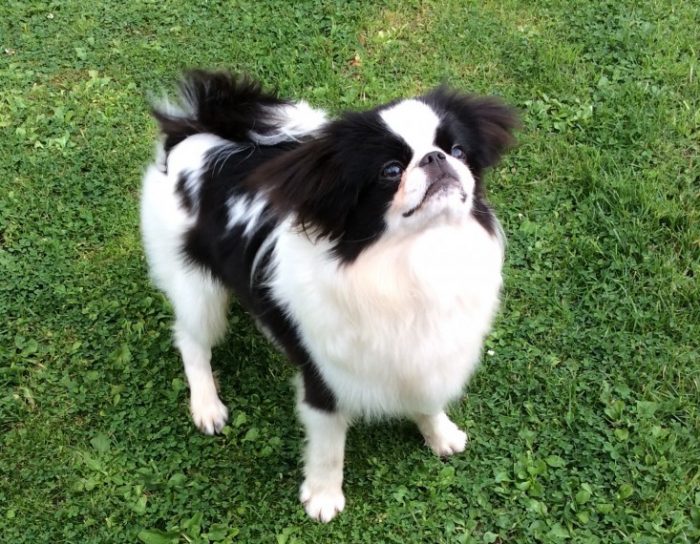 צ'ין יפני מביט למעלה