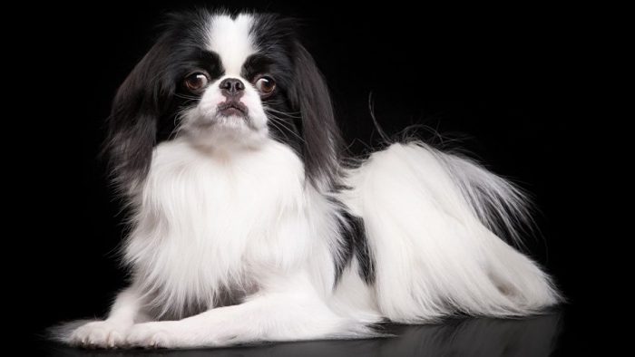 צ'ין יפני בשכיבה