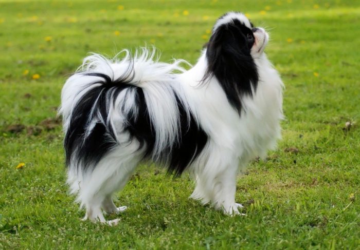 תמונה באורך מלא של צ'ין יפני