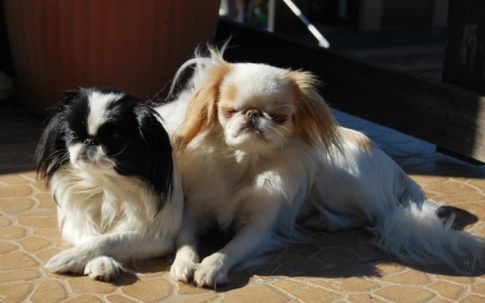 צבעי הסנטר היפני