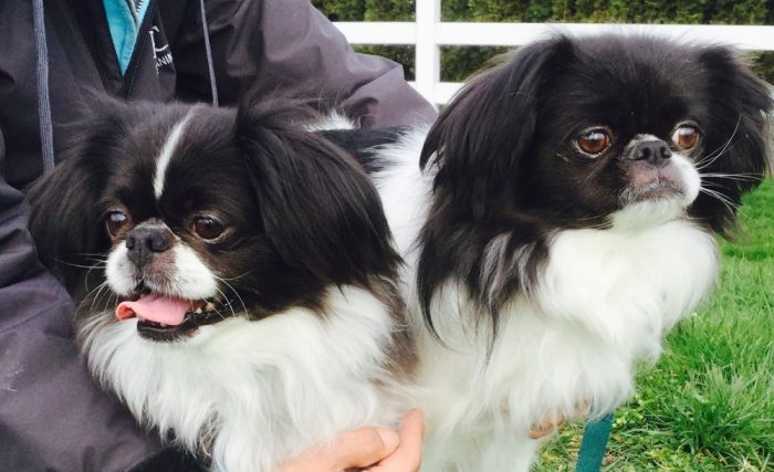 צ'ין יפני בזרועות