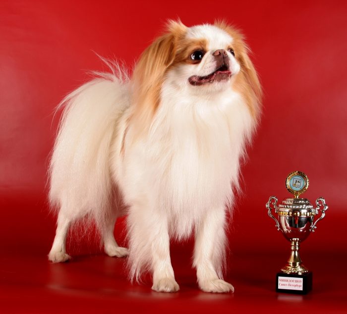 צ'ין יפני - זוכה התחרות