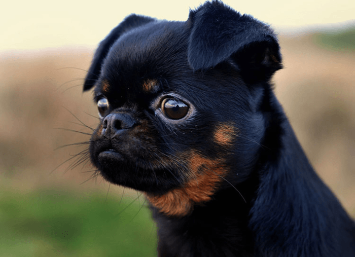 הפרצוף החמוד של פטי ברבנסון