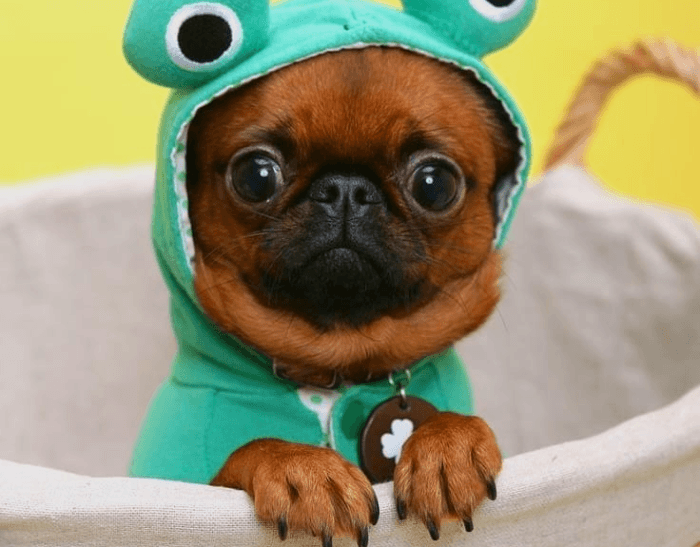 פטיט ברבנסון בחליפה