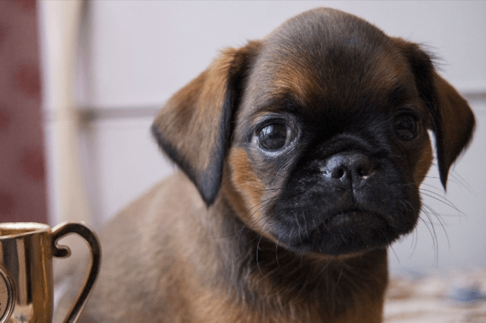 פטיט ברבנסון