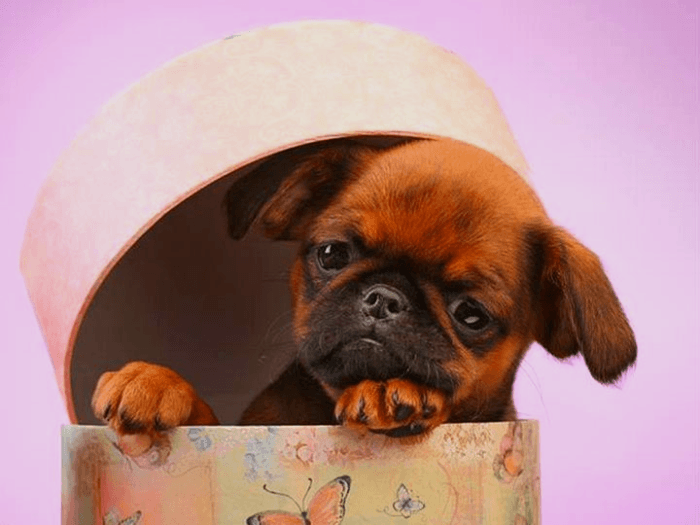 פטיט ברבנסון בקופסה