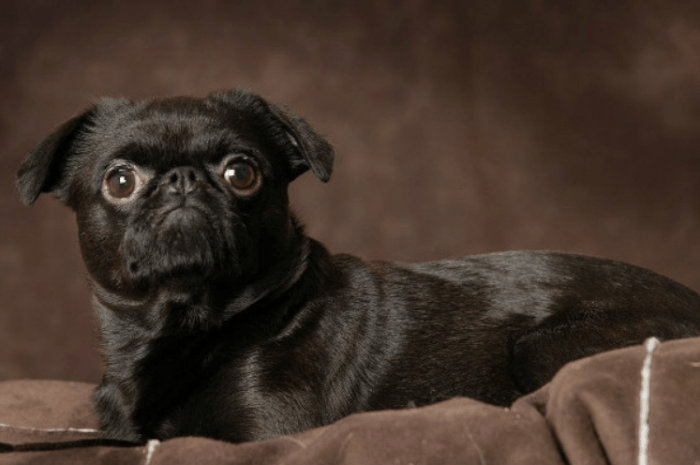 שחור פטיט ברבנקון