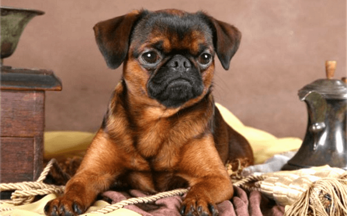 פטיט ברבנסון שוכב