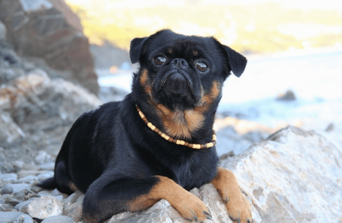 פטיט ברבנסון בטבע