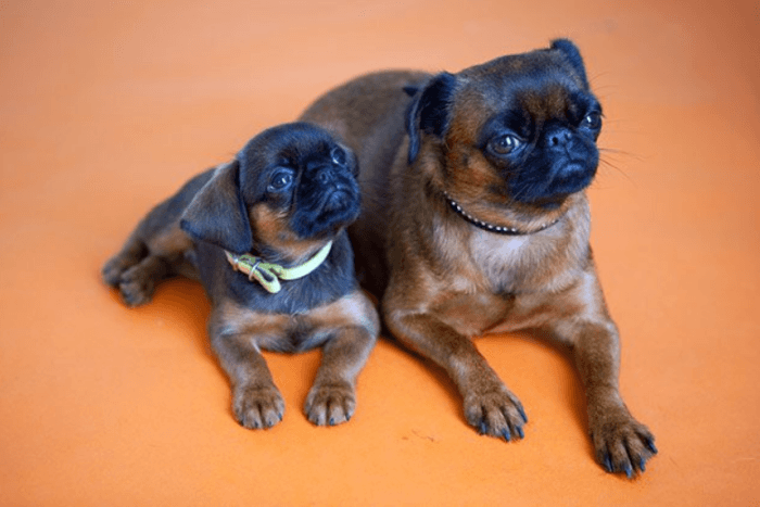 פטיט ברבנסון וגור