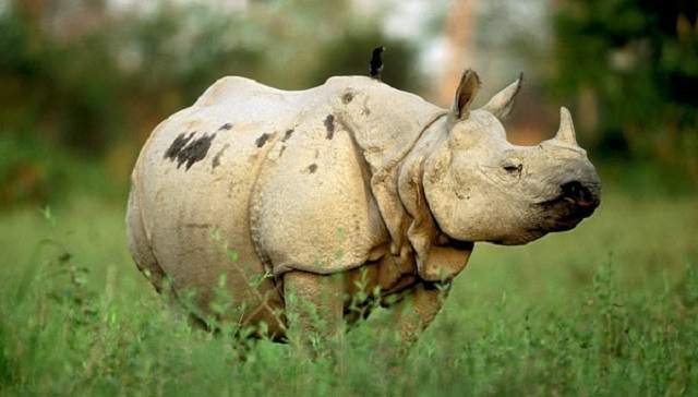 קרנף ג'וואני