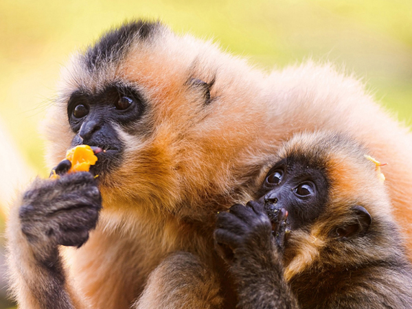 גיבון שחור מצויץ של היינאן