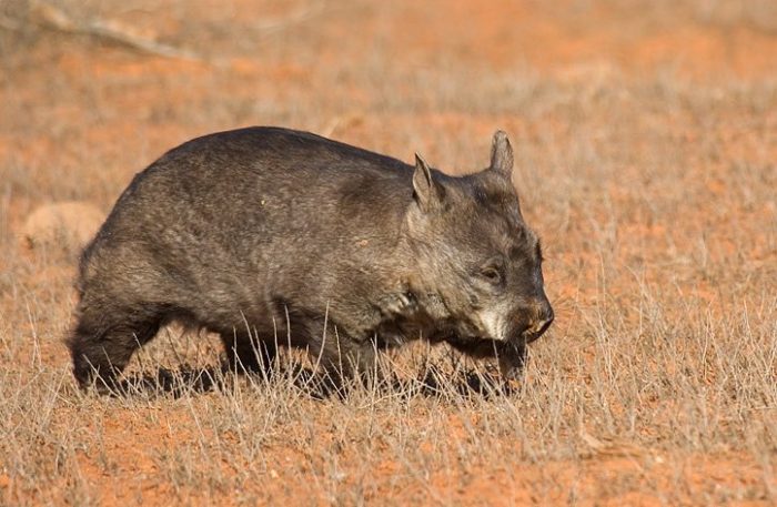 וומבט קווינסלנד
