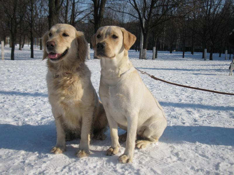מה ההבדל בין רטריבר ללברדור?