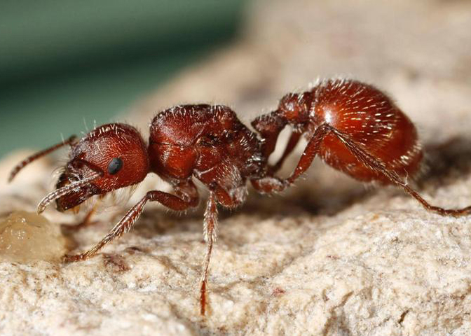 נמלת אש אדומה