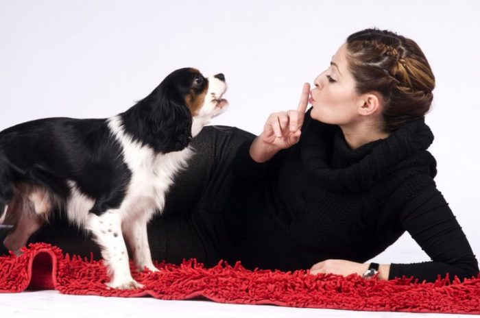 הכלב מקבל פקודה לשתוק