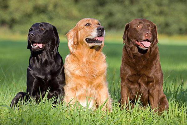 שלושה כלבים