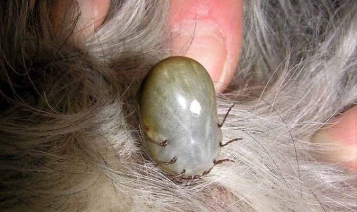 עקיצת קרציה