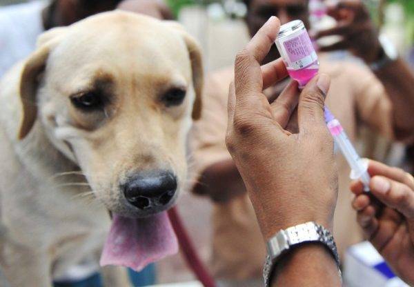 חיסון של כלב