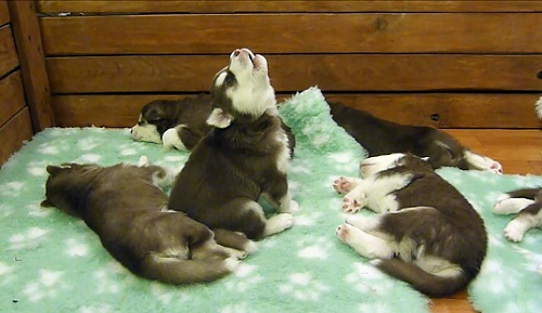 גור כלבים צרוד מתעורר ומיילל.