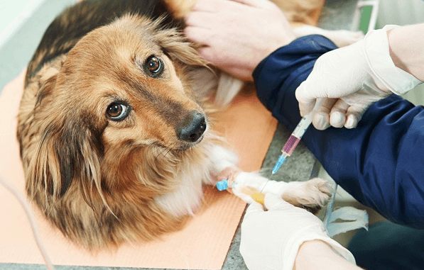 לקיחת דם מכלב