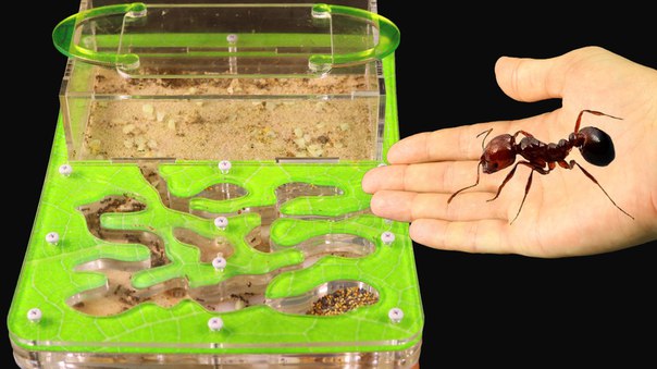 מושבת נמלים