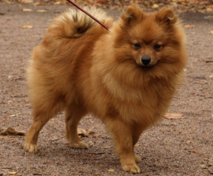 קפדן כלפי זרים