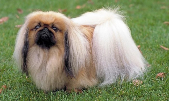 חיית מחמד חמודה אך עקשנית