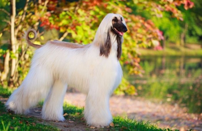 כלב שמירה מצוין