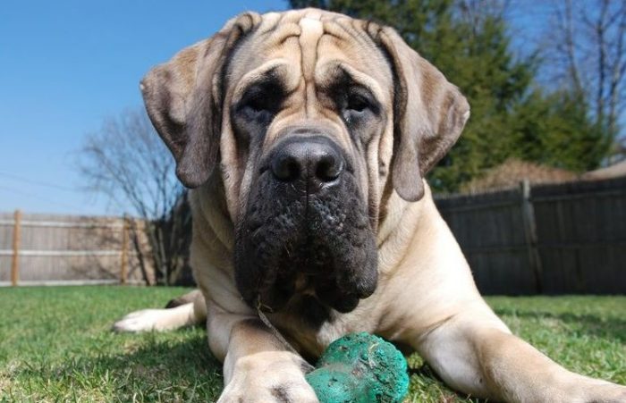 אנליסט בעבודה